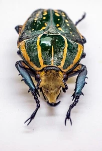 Beetle - Cetoniidae - Mecynorrhina Polyphemus (m) - South East Zaire, Congo - Picture 1 of 7