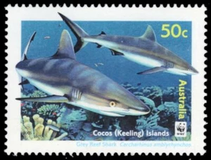 COCOS ISLANDS 341b - Grauer Riffhai ""Caracharhinus amblyrhynchos"" (Pb75993) - Bild 1 von 1