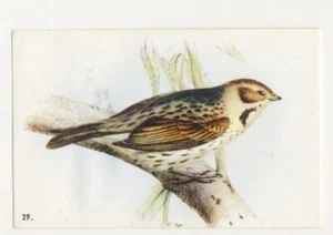 EMBERIZA SCHOENICLUS BRUANT DES ROSEAUX ROHRAMMER OISEAU BIRD IMAGE CARD - Picture 1 of 2