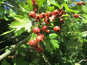 Eingriffeliger Weißdorn Crataegus monogyna Pflanze 25-30cm Hagedorn Heckedorn - Bild 1 von 2