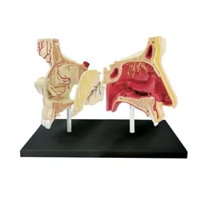 Anatomical Model Human Nose Nasal Cavity Structure Medical Teaching Supplies - Picture 1 of 5