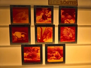 Vintage John G. Shedd Aquarium Pana-Vue Slide lot of 8 - Picture 1 of 2