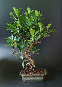 Bonsai, Großer Feigebaum (Ficus), 49 cm, ca. 17 Jahre