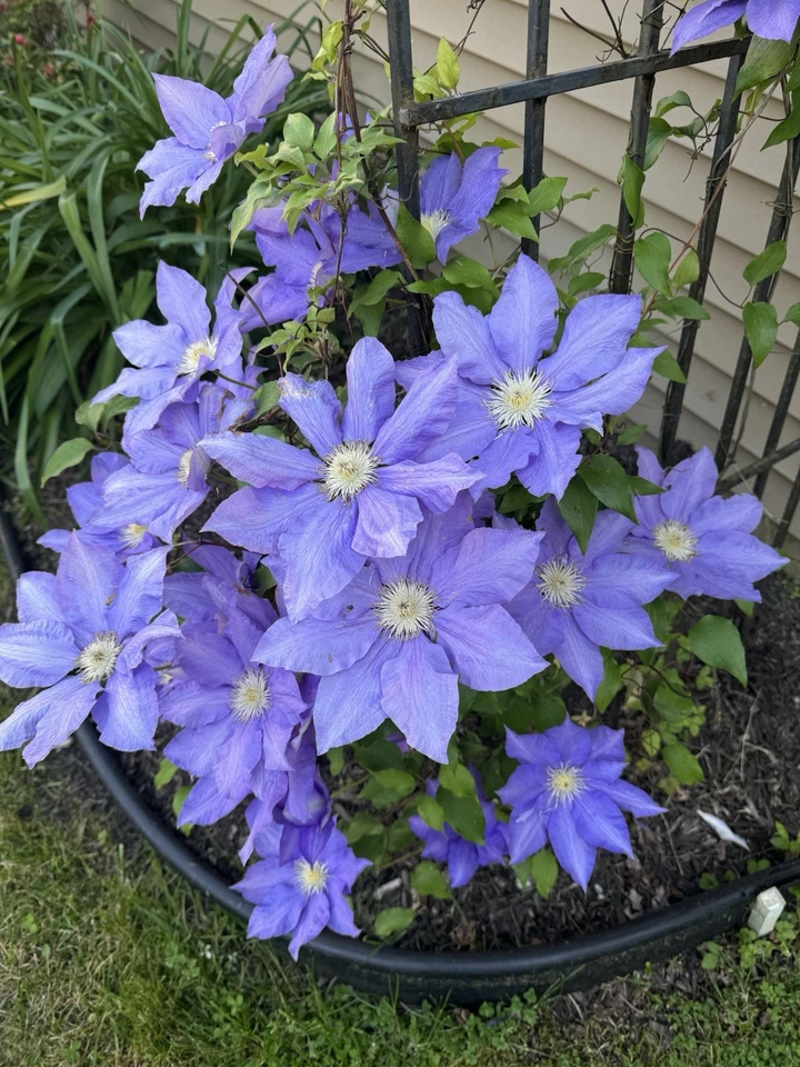 Parcelas de cementerio Whitemarsh PA Foto 1 de 1