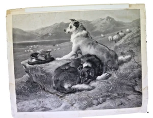 E Landseer Colly Dogs ATQ Original Art London Pub Aug 28 1856 Signed B & W - Picture 1 of 21