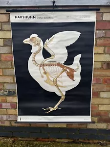 Chicken Skeleton original vintage German 1960s educational poster school chart - Foto 1 di 8
