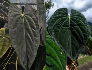 Anthurium PapxDress ( LAS ) X PapxDress ( Round ) π± 6 Germinated Seeds π± - Picture 1 of 1