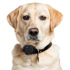 GPS Tracker for Dogs |  Waterproof | Unlimited Range | UBEE RANGER