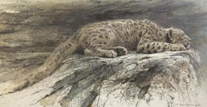Robert Bateman - Leopardo de las Nieves reclinable - Litografía S/N - Firmada - COMO NUEVO - Imagen 1 de 1