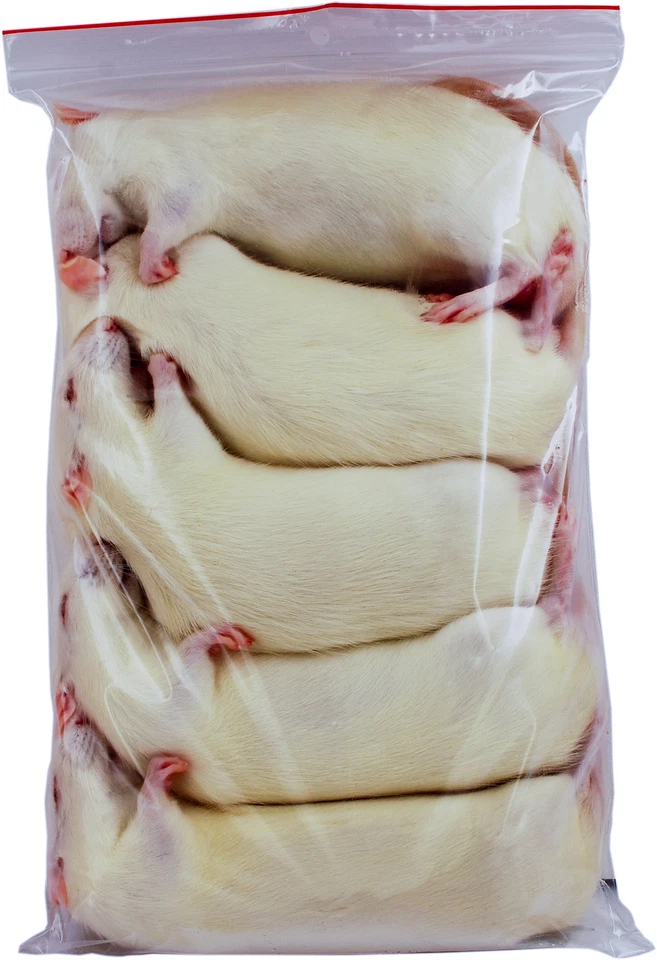 Ratte XXL 251-350g - 5 Stück - Frostfutter für Reptilien, Katzen ect.