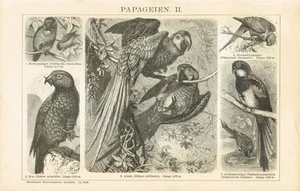 Tablero LOROS / KEA / ARARA 1894 Grabado Original en Madera - Imagen 1 de 1
