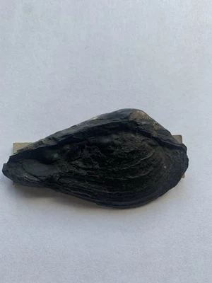 Rare Fossil Carboniferous Carbonicola Lanarkshire, Scotland - Victorian Label - Image 1 of 4