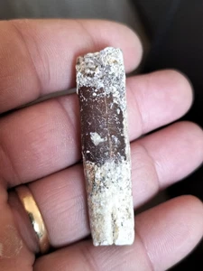 B68 Fossil Actinocamax, Fossil Squid, 100 million, Cretaceous, Sweden. Fossils - Picture 1 of 10