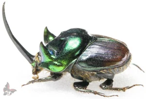 Proagoderus extensus-Pair-EXTRA LARGE HORN - Picture 1 of 7