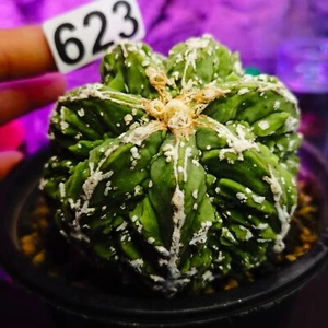 0626 -----------------Astrophytum myriostigma/Ariocarpus / - Imagen 1 de 8