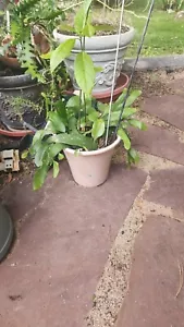 Special XL 5 Jahre + Epiphyllum Pumilum 4 + Starter Avocadobäume + 2 Mystery Stecklinge - Bild 1 von 2