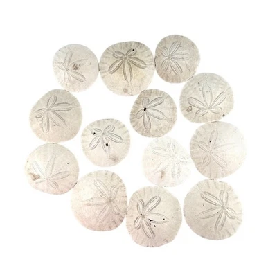 20 Natural Sand Dollars Lot for Crafts & Coastal Decor 2.5-3" Beach Shells - Image 1 of 4