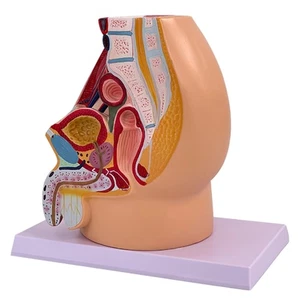 Anatomical Male Reproductive System Model for Obstetric Training Demonstration - Picture 1 of 8