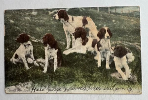 Vintage 1906 Postcard "Ready For Sport" Hunting Dogs Canines Raphael Tuck - Picture 1 of 2