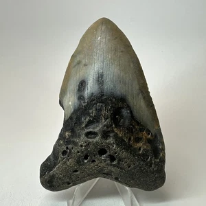 Megalodon Shark Tooth 4.16 Inch - Unique - Natural Fossil - Real Teeth 19653 - Picture 1 of 8