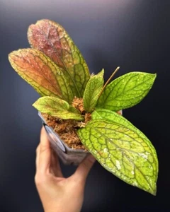 HOYA Tanggamus 🌱 | Rare + Multi-Planted | Square Pot + Saucer (#002) - Picture 1 of 9