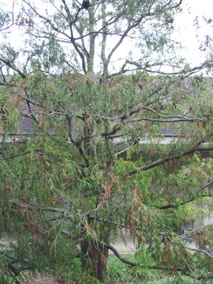 20 SAWARA FALSE CYPRESS SEEDS - Chamaecyparis pisifera " filifera aurea " - Image 1 of 4