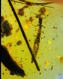 Burmese fossil burmite Cretaceous amber Snake fly larvae insect fossil Myanmar - Picture 1 of 7