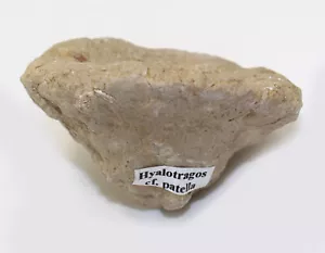 Spugna, rotula Hyalotragos, Giura Oxford, Ebermannstadt, Germania -eb9864 - Foto 1 di 6