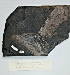 Ziemlich seltener Agassizodus Hai kompletter Abschnitt Fossil zeigt einen Schwanzkiel - Bild 1 von 12