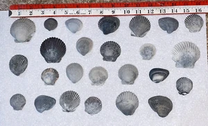 25 Gray Grey Scallop Sea Shells Mid Atlantic Beach Crafting Seashells 1" - 2.5" - Picture 1 of 11