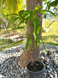 1 YR OLD DOUBLE GRAFTED COCONUT CREAM MANGO CULTIVAR POLY-EMBRYONIC MANGO - Picture 1 of 23