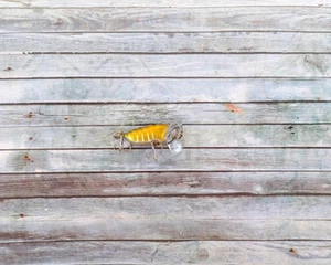 CICADA FIXED WING - Picture 1 of 1