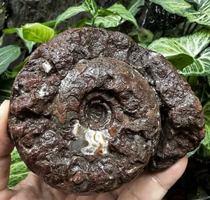 462Gr INCREÍBLE Raro Genuie Crudo TODO AMONITA FÓSIL CALCITA Molusco Timor - Imagen 1 de 14