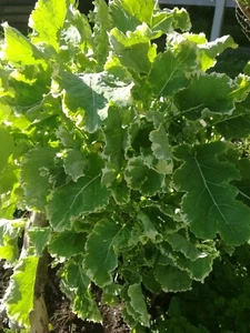 Heritage Panaché Daubenton variegated Perennial Kale Rare - Two Cuttings - Picture 1 of 1
