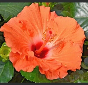 ๐บ๐บ MADAGASCAR HIBISCUS MOSCHEUTOS Hibiscus seed pack 10 Rose Of Sharon HSS782 - Picture 1 of 7