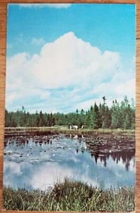Postal Dory's Bog Audubon Camp Sarona Wisconsin WI 1981 color Dexter - Imagen 1 de 1