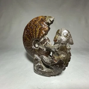 1 lb. 6 Oz. Natürlicher Ammonit geschnitzt Chamäleon Ammonit Fossil Präparat USA Sammlung - Bild 1 von 8