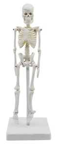 Miniature Human Skeleton Model, 8 Inch - Eisco Labs - Picture 1 of 5