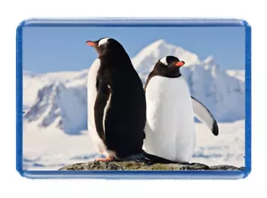 2 Penguins - Great Photo FRIDGE FREEZER MAGNET - GIFT IDEA, Birds, Nature - Picture 1 of 1
