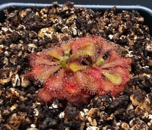 Drosera natalensis (Bulungula, Eastern Cape Prov. SA) -- Carnivorous Plant - Picture 1 of 3