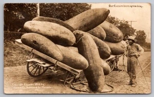 Exaggeration RPPC Postcard Martin / Canadian PC Co. Big Cucumbers Broke Wagon - Picture 1 of 2