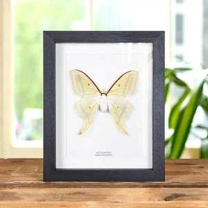 Weiblicher indischer Mond Taxidermie Mottenrahmen (Actias Selene) - Bild 1 von 9