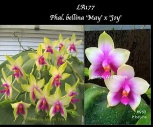 Orchid Flask - Phalaenopsis bellina ‘Mary’ x ‘Joy’ - Picture 1 of 3