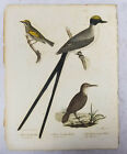 Antique Hand Colored Engraving Print Birds Of North America Titian Peale Lawson