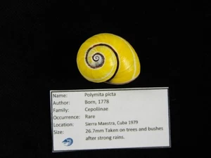 Caracol terrestre Polymita picta 26,7 mm ID#9541 - Imagen 1 de 4