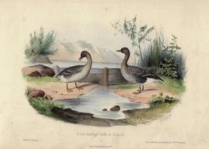 VICTOR ADAM 72 Natural History Hand Colored Lithos Birds Mammals 1838 - Picture 1 of 12