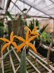 BRASIL MINIATURE CATTLEYA ORCHID SPECIES marcaliana BS 2inch pot - Picture 1 of 4