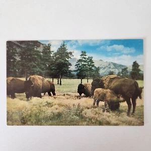 Vintage Plastichrome Postcard Buffalo Or Bison Grazing Old West Scene P1489 USA - Picture 1 of 5