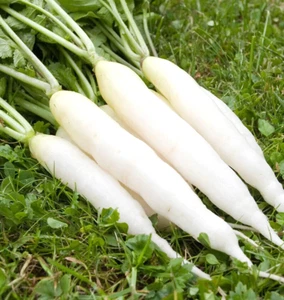 425 SEEDS - Radish WHITE ICICLE fast growing GroCo USA - BUY ANY 15 - SHIPS FREE - Picture 1 of 1