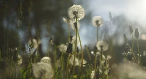 Vintage Helios 44M Lens w/ Trioplan Bubble Effect - M42 Mount adapter Sony E Nex - Picture 1 of 20